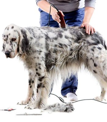 парикмахер для собаки в Киеве