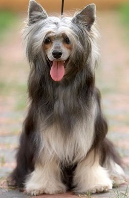 Фотоуроки груминга - Китайская хохлатая собака питомник Vittoria dell Amore